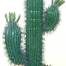 MEXICAN-CACTUS-WITH-LEAVES-60cm