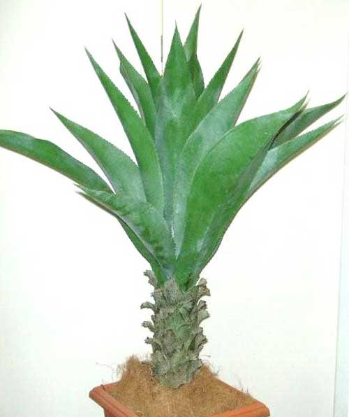 AGAVE-44inch
