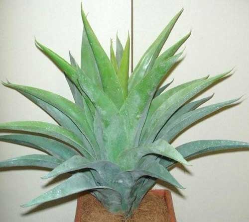 Agave-28inch