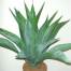 Agave-35inch