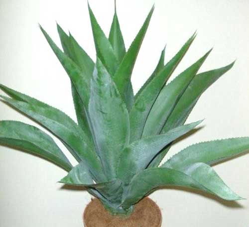 Agave-35inch